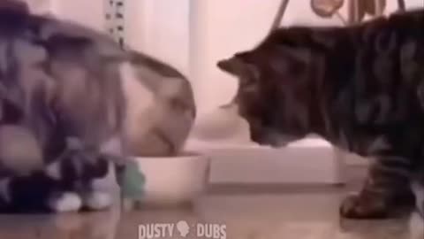 Cats videos funny