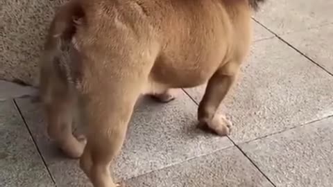 We convert a dog into a lion dog funny video