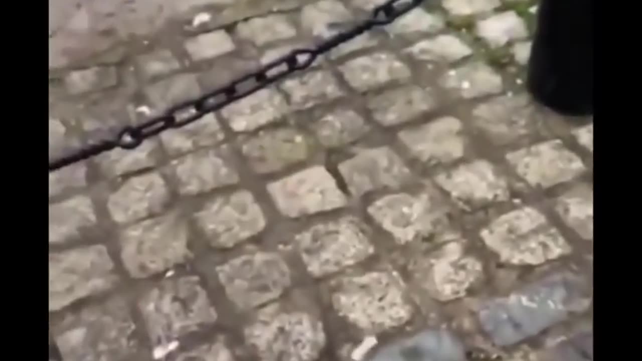 Best Funny Animals Going Crazy Video