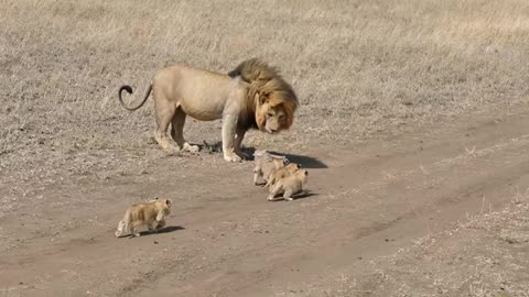 Lion dad tries to ditch his kids.