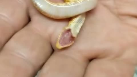 World most cute snake ever