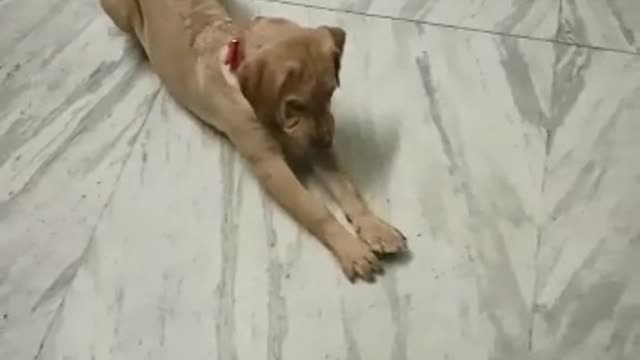 Funny dog video