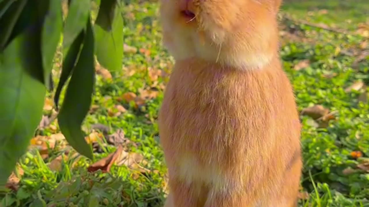 Rabbit 🐰 enjoy orange 🍊 in garden