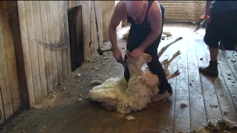 Shearing Crossbred Lamb