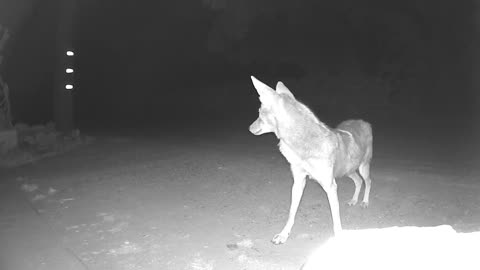 COYOTE CAM