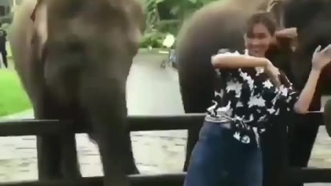 Elephant Funny Moment 🤣