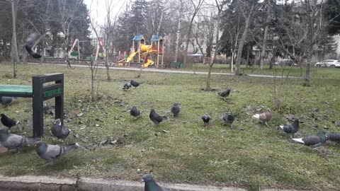 Feeding birds with bread