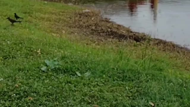 The nature zone: Small bird day.