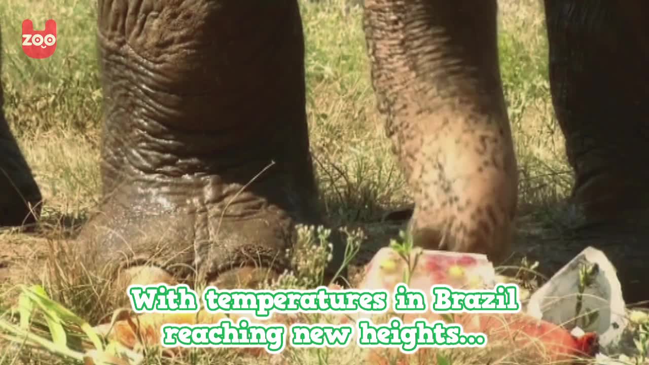 Animals Eating Ice Lollies at Rio Zoo