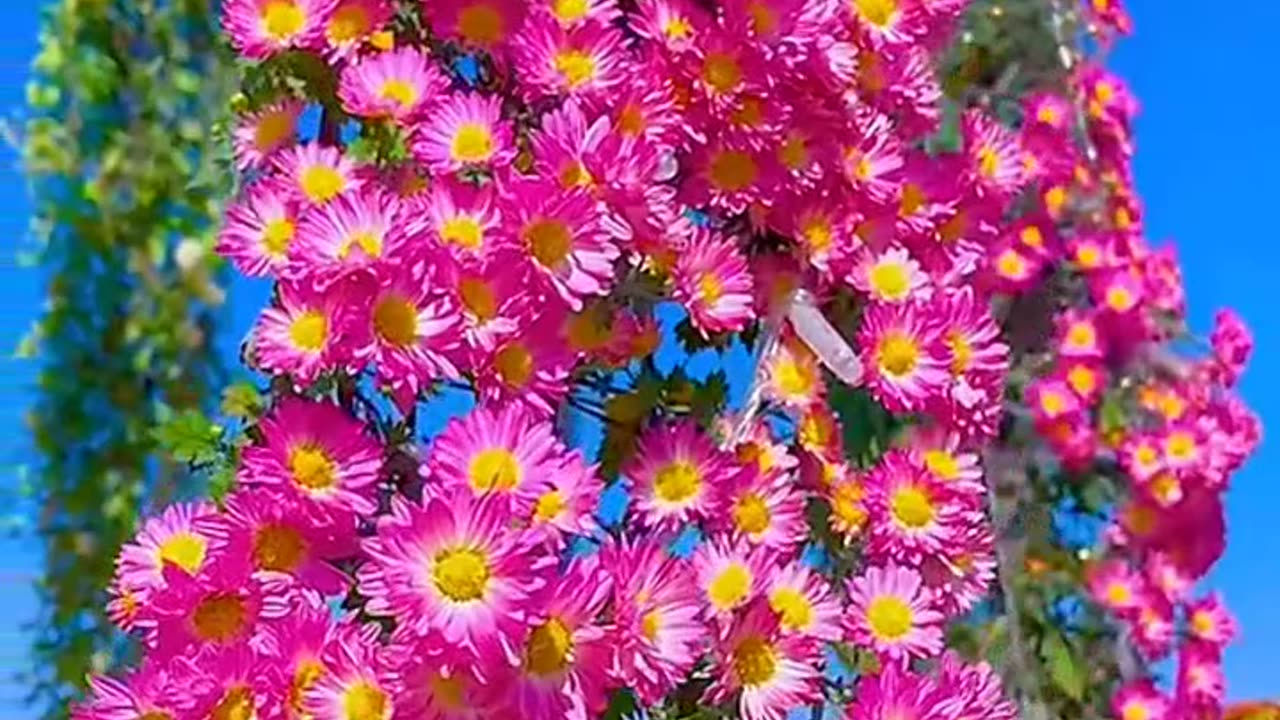 Flower video beautiful