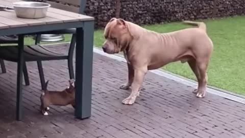 Funny animals - Funny cats / dogs - Funny animal videos