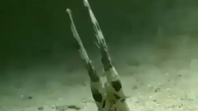 This is a beautiful and charming water-dwelling species