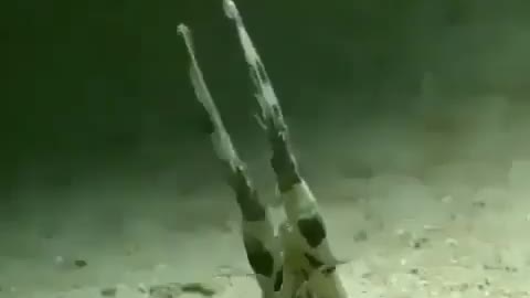 This is a beautiful and charming water-dwelling species