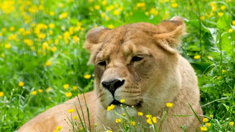 Lioness Big Cat Predator Animal Dangerous