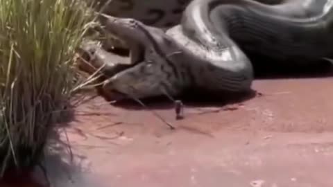 Snake Comes Out Of A Snake