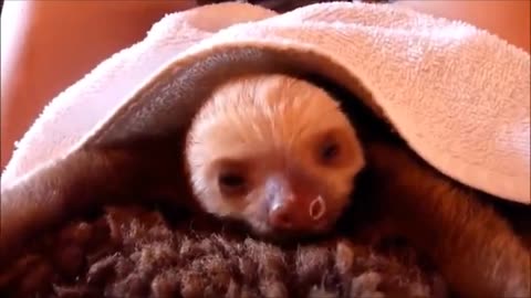 baby sloths being sloths😍😹A short video of a calm, lovely and funny animal🥰✨🦦