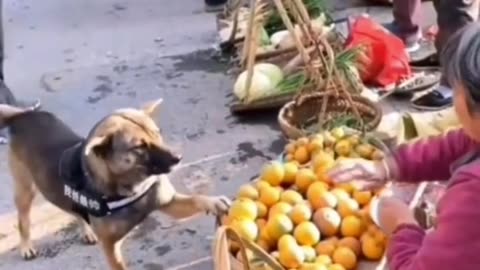 I'm less than a dog??