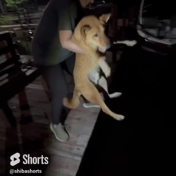 Lady Throws Dog in the Lake and He Keeps Coming Back for More