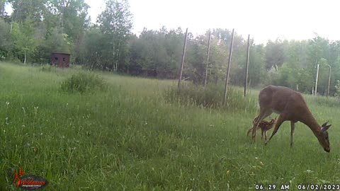 Fawn and mom