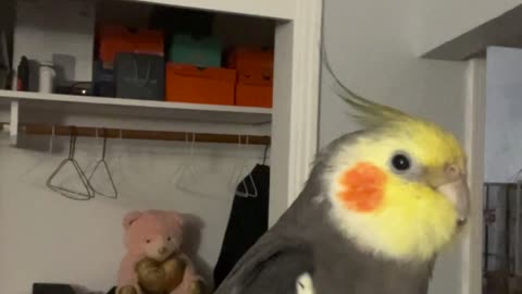 Cockatiel Loves Making Weird Little Noises