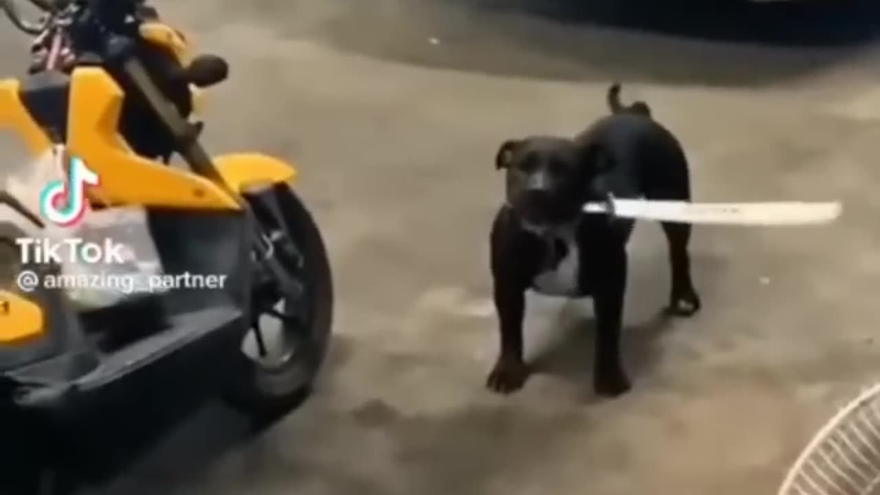 ANIMALS FUNNY VIDEO //CUTE ANIMALS//FUNNY