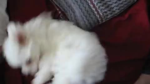 Cute Maltese Puppy Playing