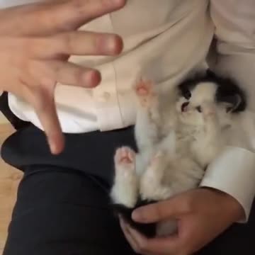 Adorable rato de juego con un pequeño gatito