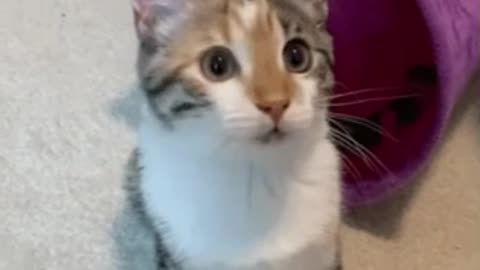 Cute Cat Gif