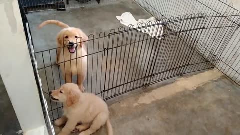 golden retriever puppies