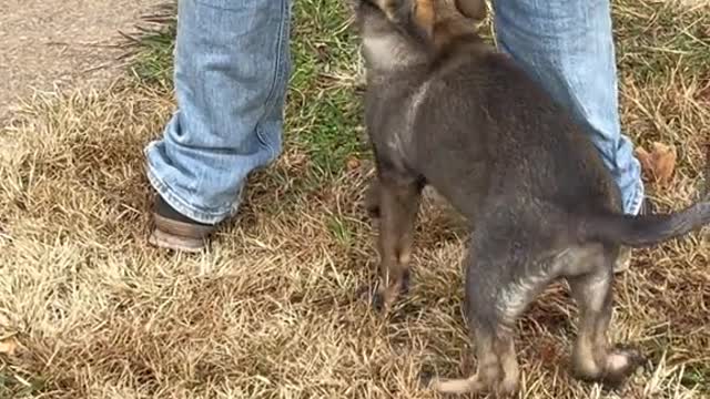 Dogs Want This Man's Pants