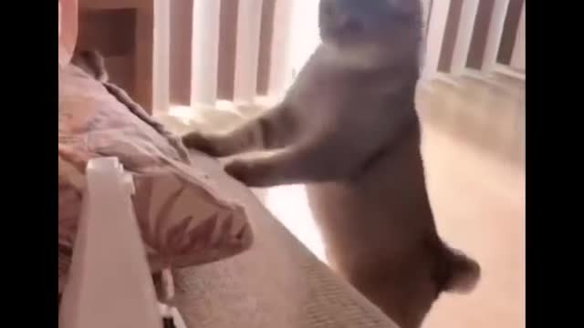 🙀😹😹Very funny video with animals😍😍