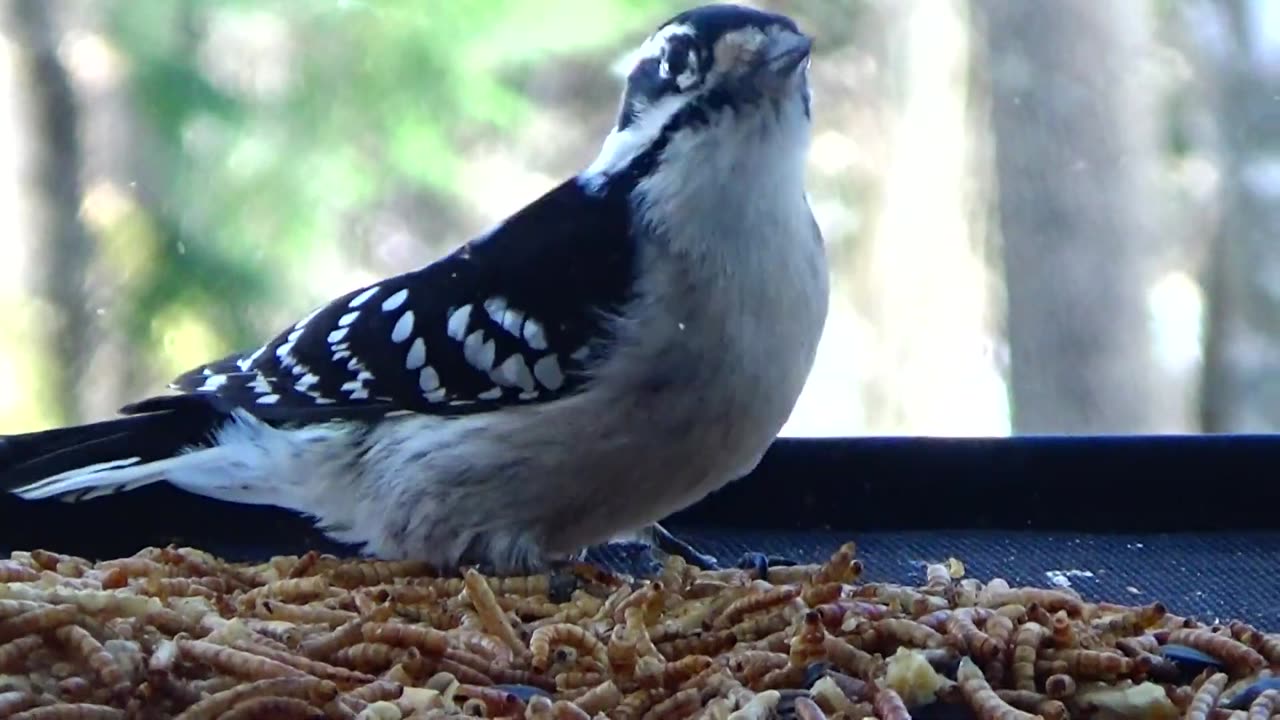 Downy Woodpecker