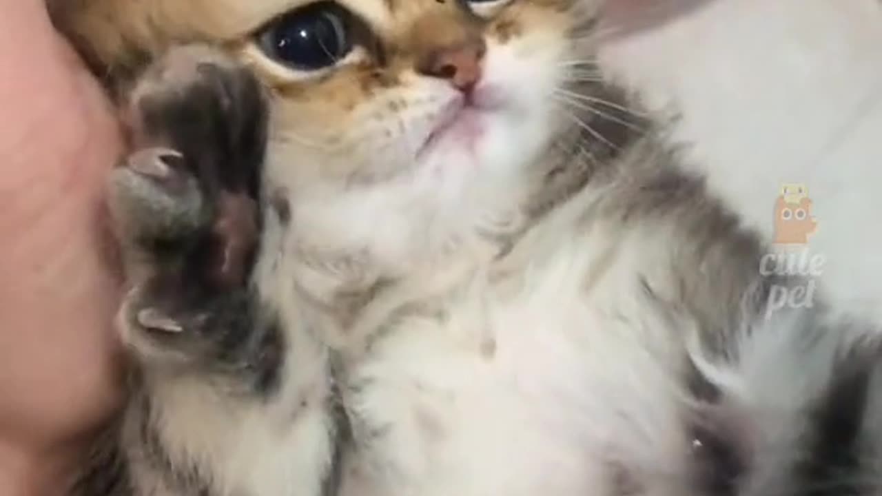 watch this cute and funny cats😁😁 follow for more