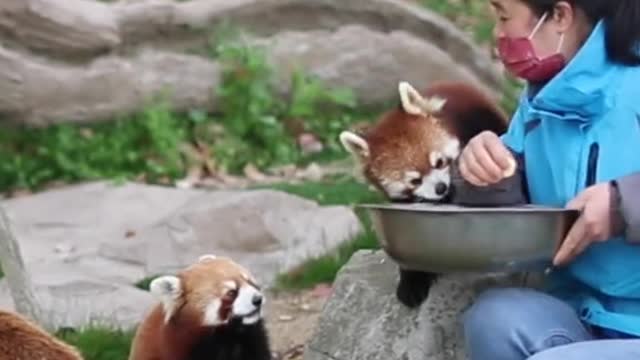 The red panda