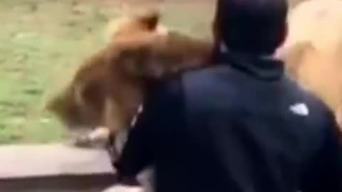 Lioness Sees Her Dad After YEARS!