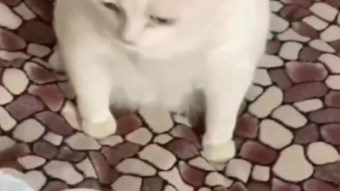 Funny cat, I can't stop laughing
