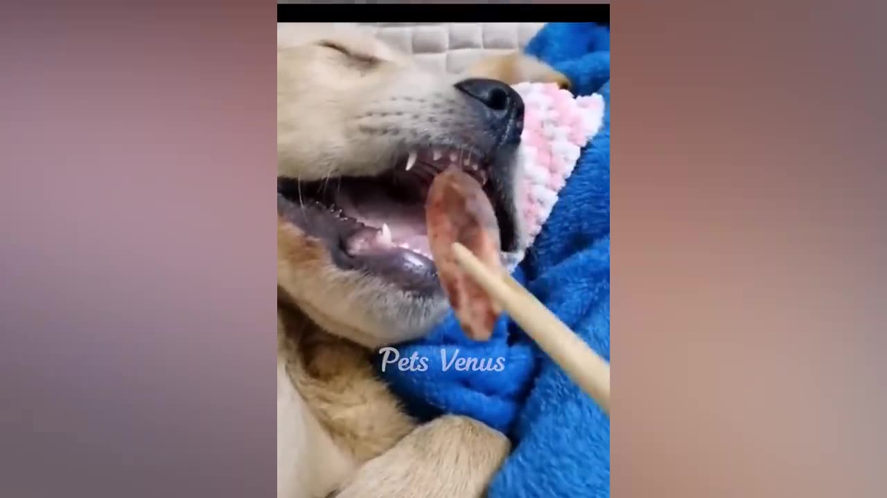 so funny 🤣🤣🤣cats and dogs videos