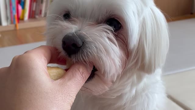 an apple-loving dog