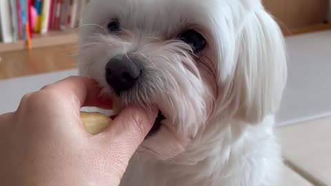 an apple-loving dog