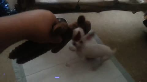 the Funniest Animals ever #08