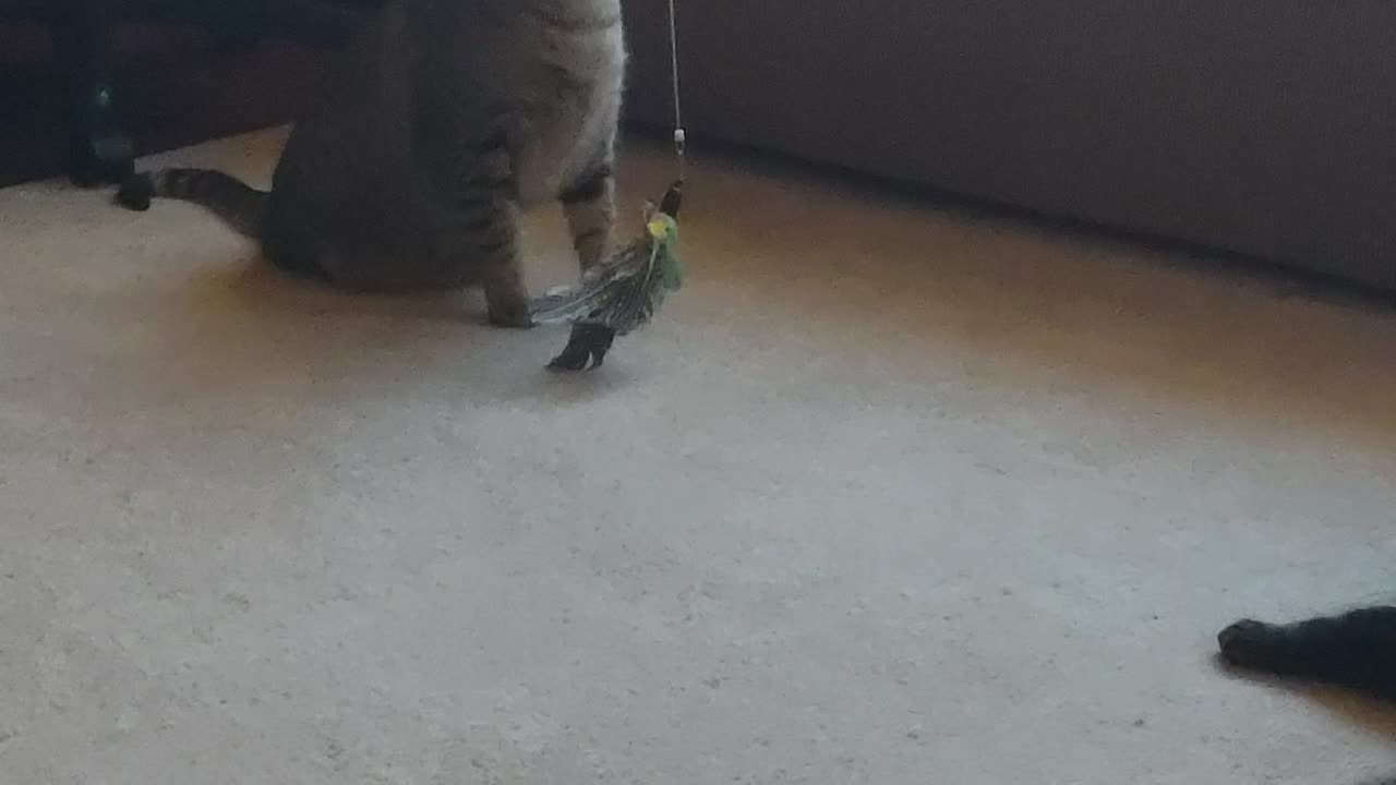 Tigger vs fly cat toy