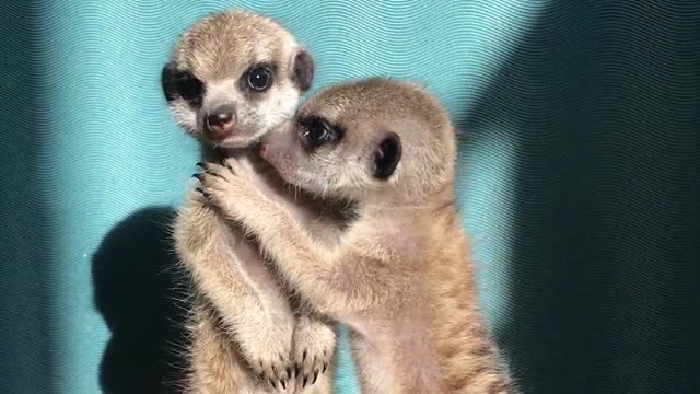 Miniature Meerkat Babies