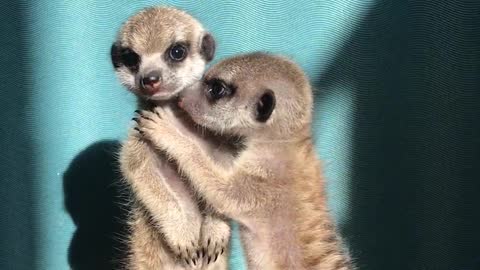 Miniature Meerkat Babies