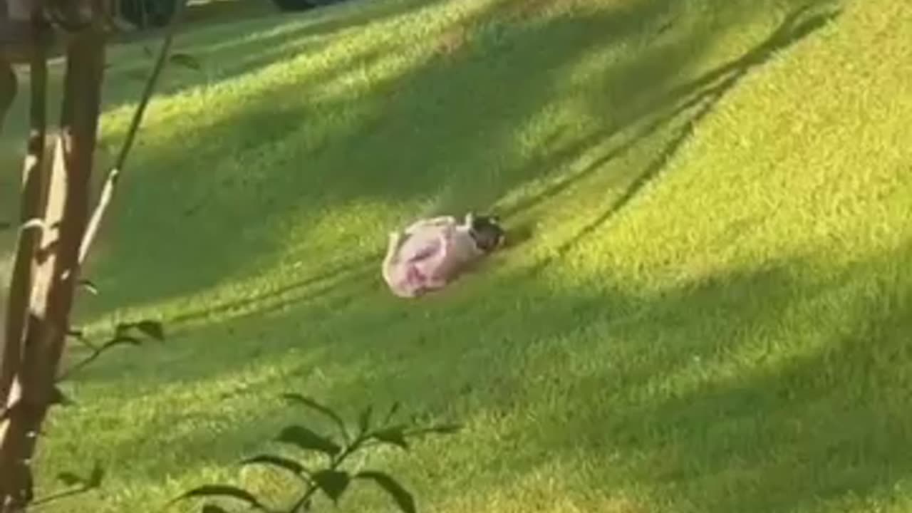 Funny Animals