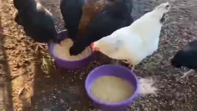 hen funny video