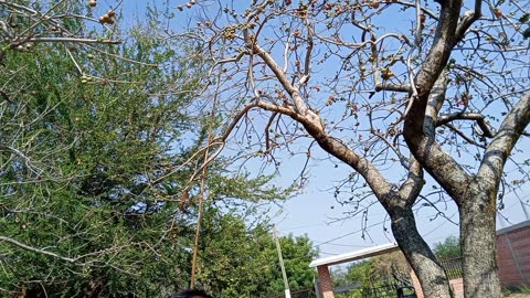 Ciruelas Concerberas