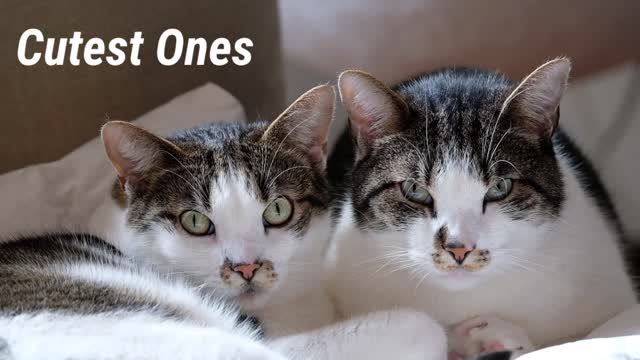 Cutest Cats Ever | Lovely pets 😍😍