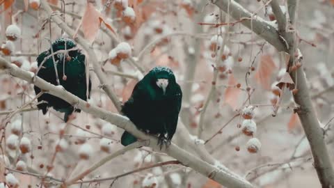 Birds 4 k ultra hd videos