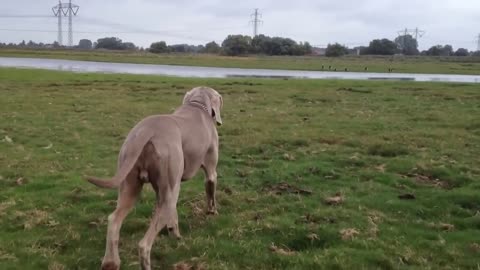 Weimaraner sneak attack