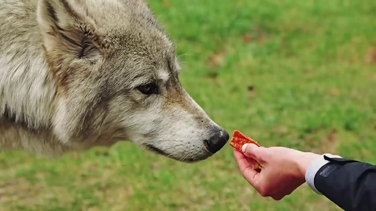 Man Saved this Wolf and her Cubs, but 4 Years later THIS happens...